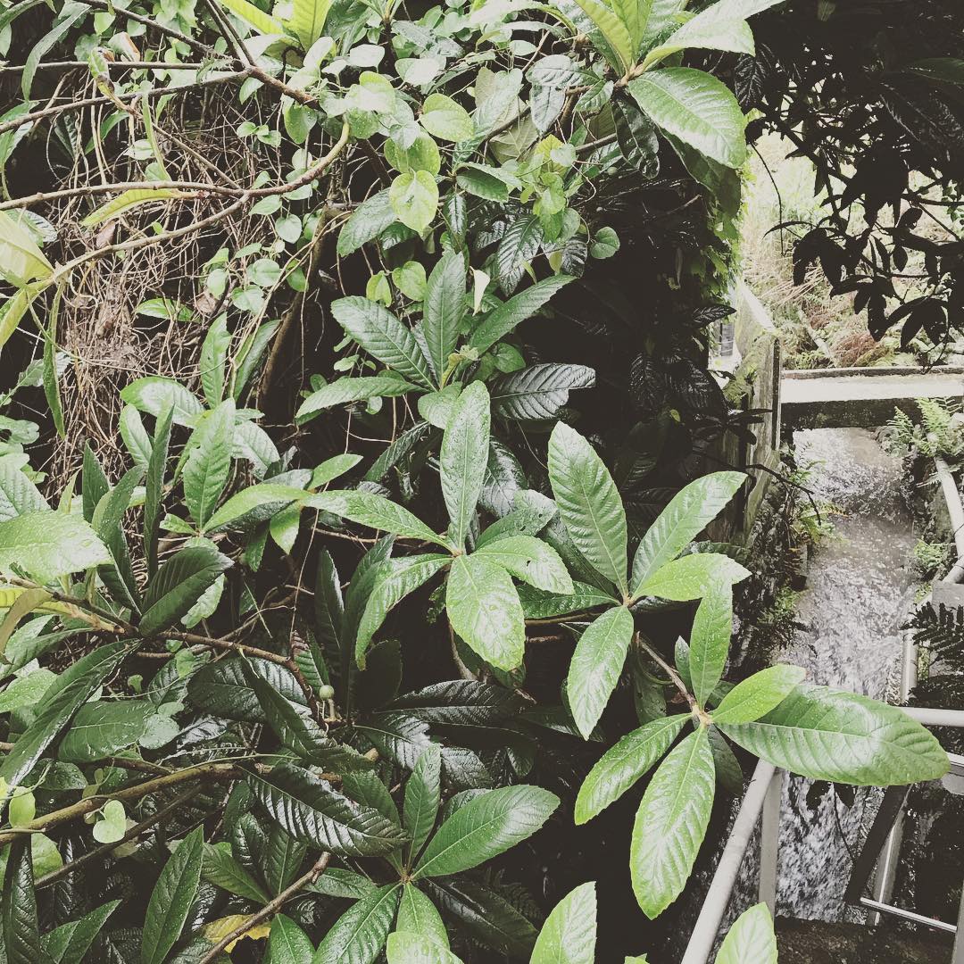 元々のキッチン窓から見えるのは小川。この茂みもどうにかせねば。小川沿いに露天風呂をつくる予定。#reshimizuura #和歌山 #海南市 #冷水浦 #リノベーション #リノベ #旅する大工 #いとうともひさ #PERSIMMONHILLSarchitects# #designと #友渕貴之 #露天風呂付き